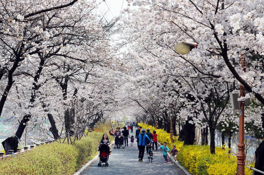 Một con đường gần khu Dongdaemun, thủ đô Seoul dưới sắc hồng của hoa anh đào, đẹp chẳng khác nào một bộ phim lãng mạn.