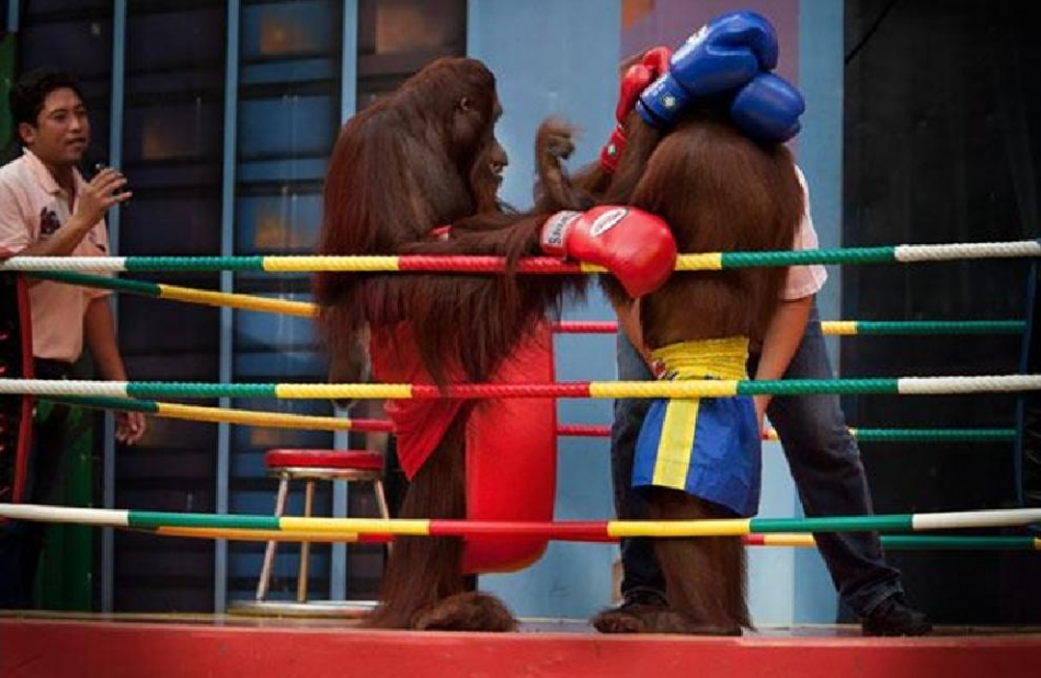Khỉ đánh boxing
